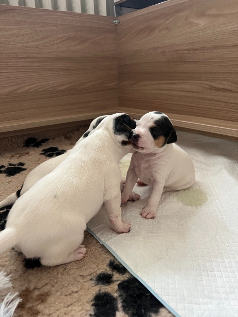 Dvě bílá štěňátka vrhu D s tmavými znaky při hře v porodním boxu