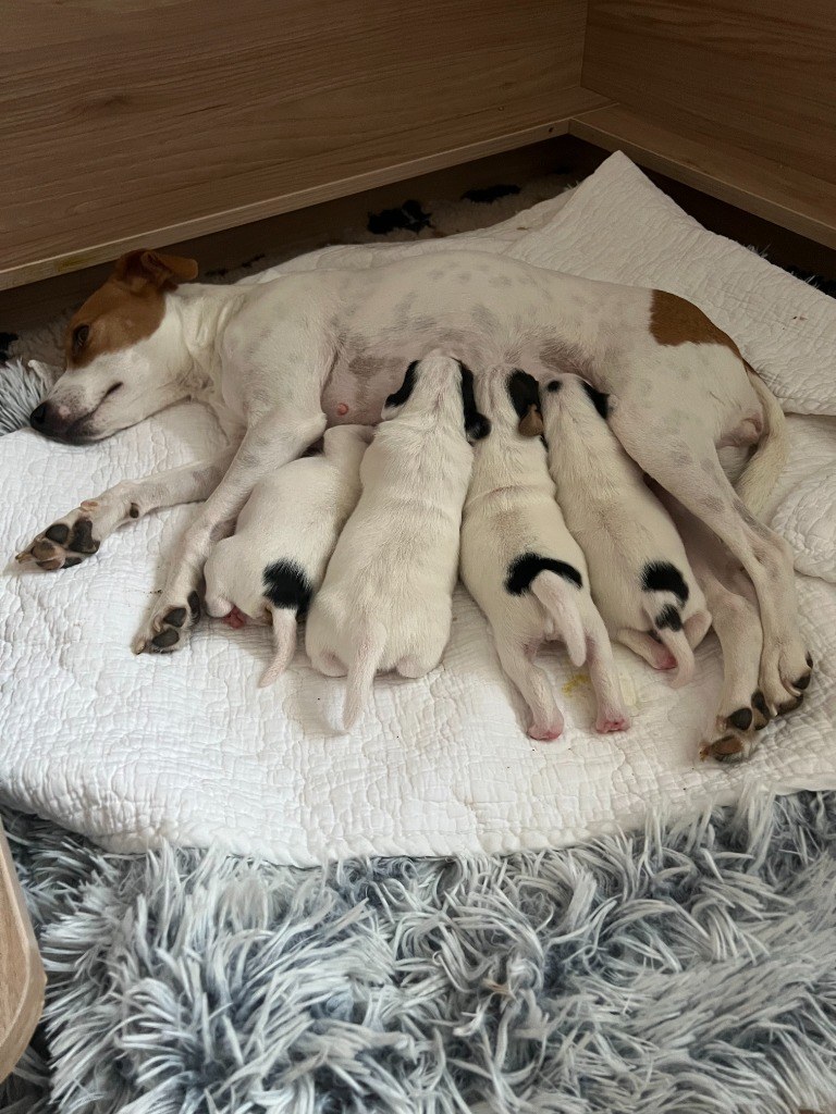 Maminka Baireen Star z Hvězdy z Montary kojí svůj první vrh čtyř vitálních štěňátek