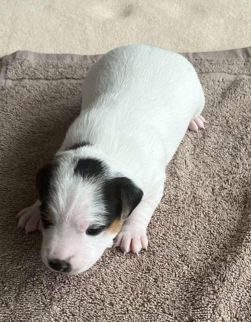 Štěňátko vrhu D na hnědém ručníku – Jack Russell Teriér Hvězda z Montary