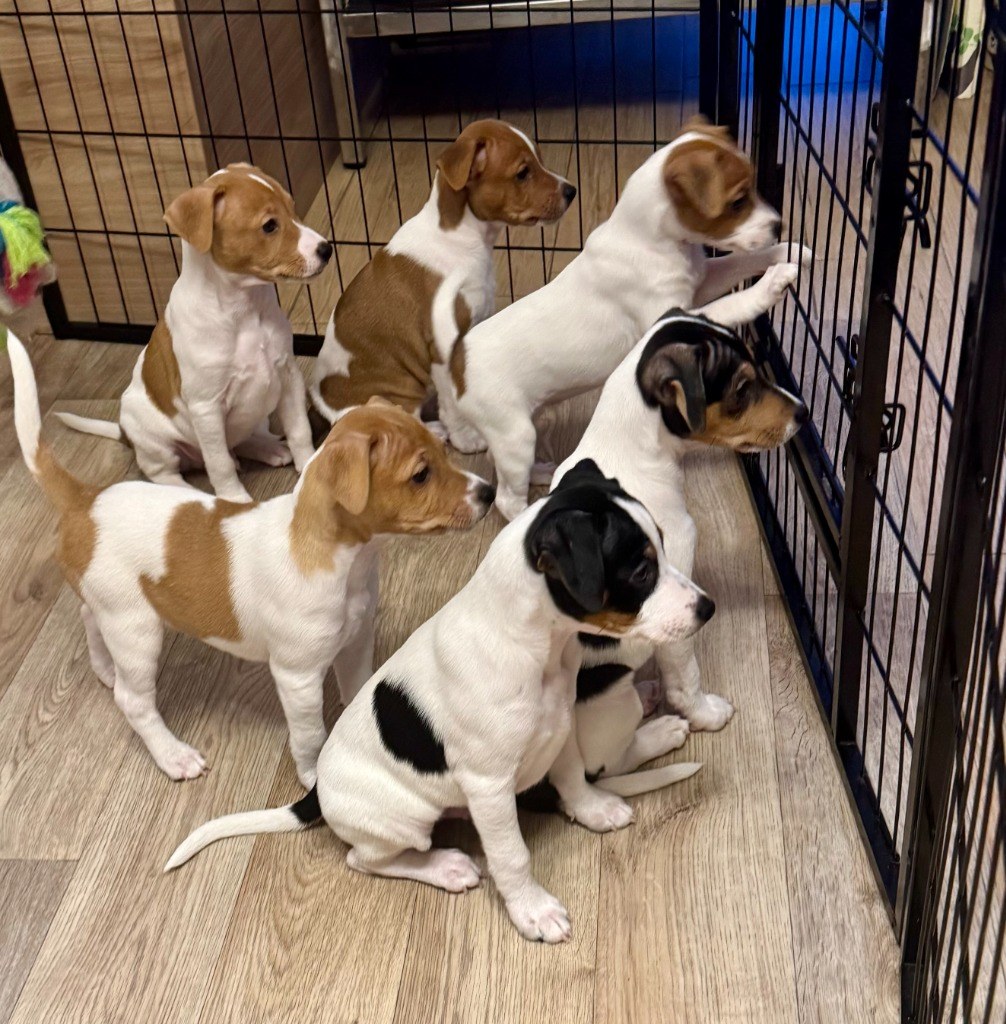 Zvědavá banda štěňat Jack Russell Teriéra vrhu E u ohrádky