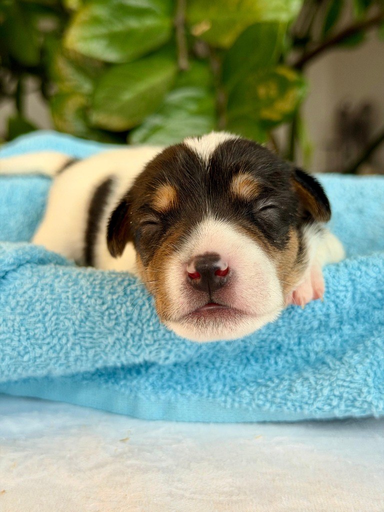 Novorozené štěňátko vrhu E spící na modrém ručníku – Jack Russell Teriér Hvězda z Montary