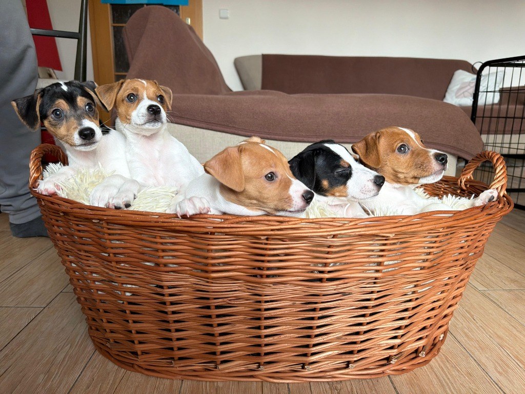 Štěňata Jack Russell Teriéra z vrhu E společně v proutěném košíku