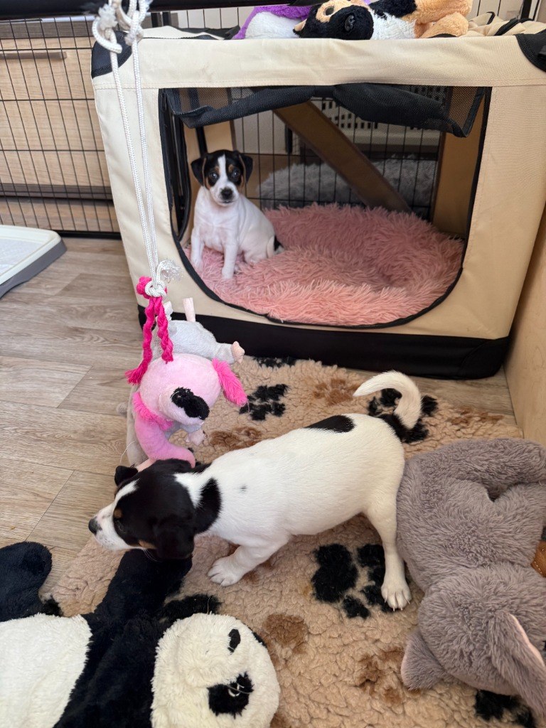 Maminka Raya a štěňata Fabian a Francezka při hravém dovádění s plyšáky